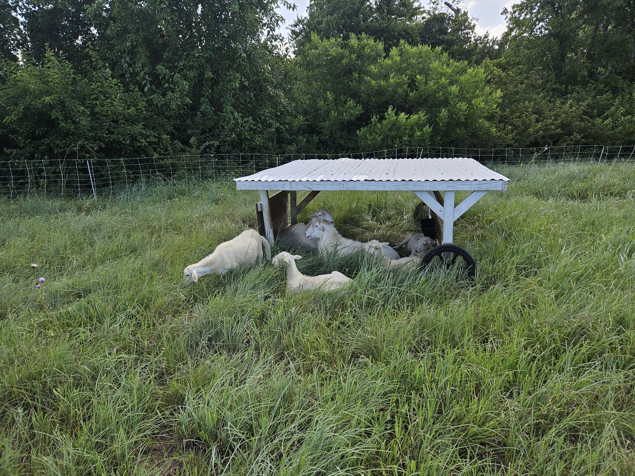 St. Croix sheep resting under the pasture shelter at Cross Timbers Homestead